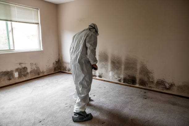 Home Mold Removal in Wye, MT